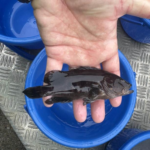 手のひらにのせたキジハタの稚魚