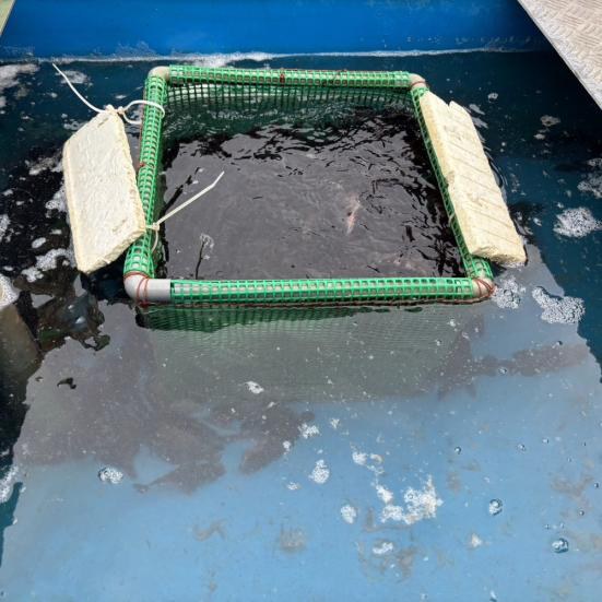 いけすに移したキジハタの稚魚
